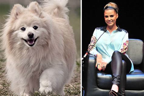 Katie Price: Schon wieder ein tierischer Mitbewohner。